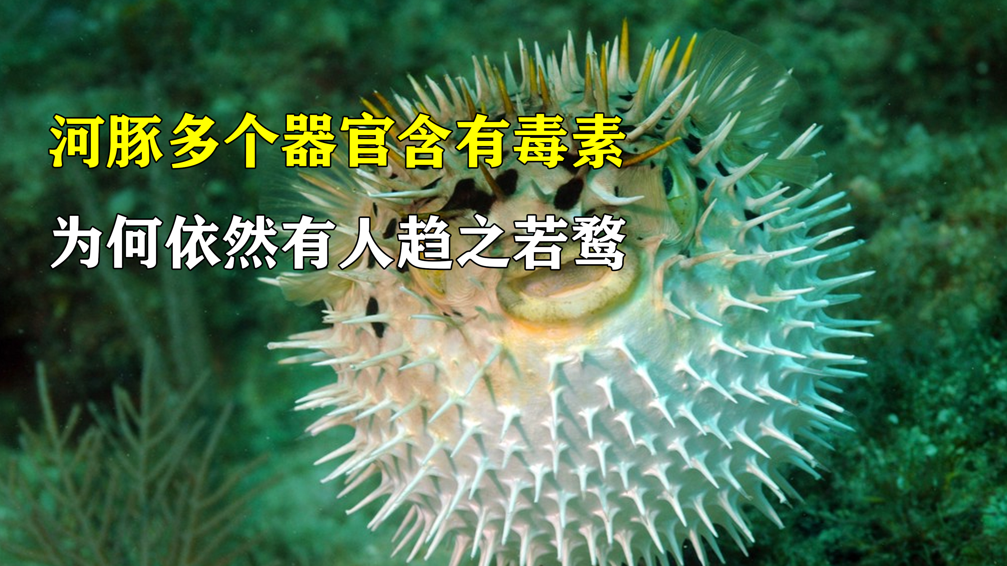河豚毒素到底多厉害?不同的器官毒素量也不一样,毒素非常顽强