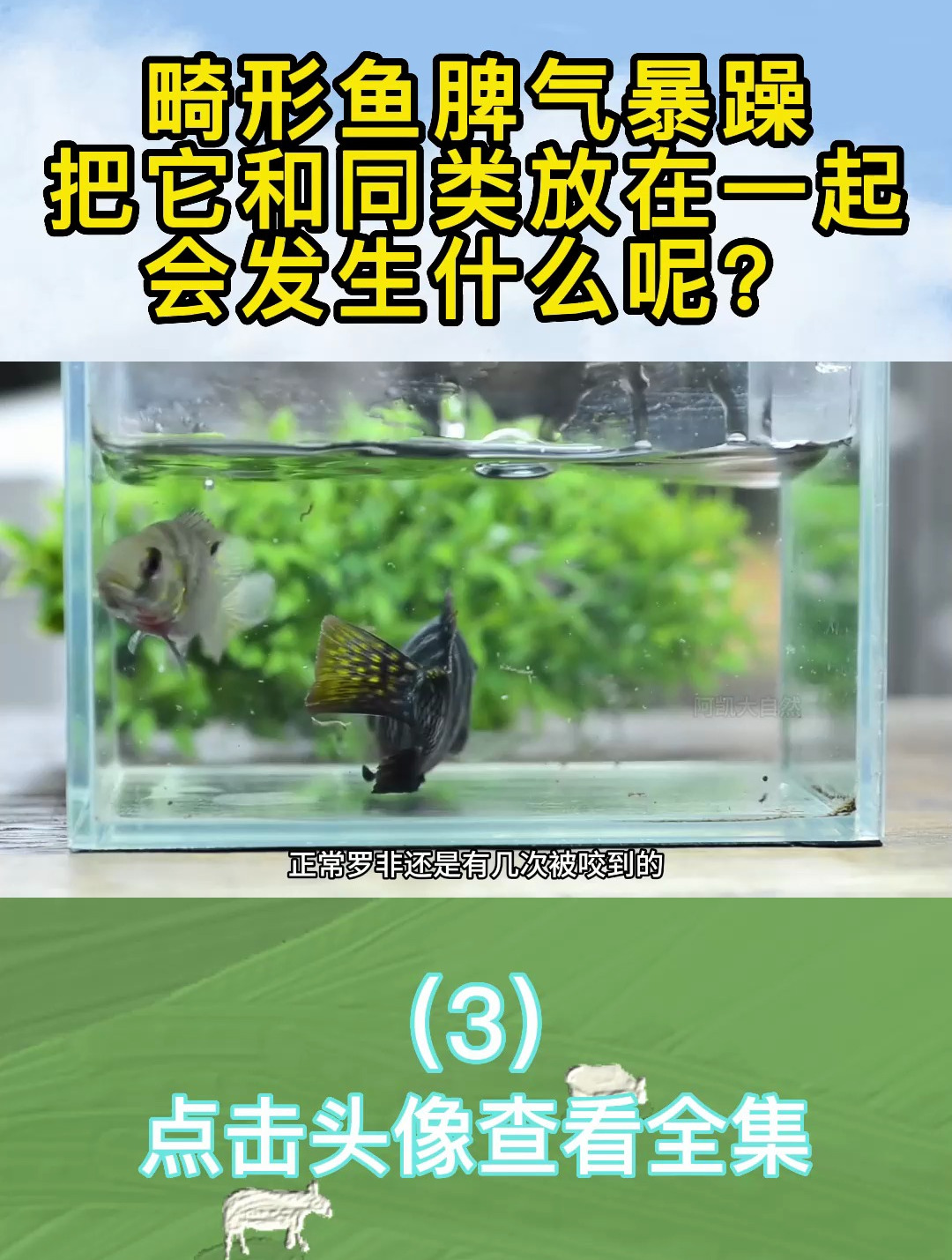 畸形鱼脾气暴躁,把它和同类放在一起会发生什么呢?