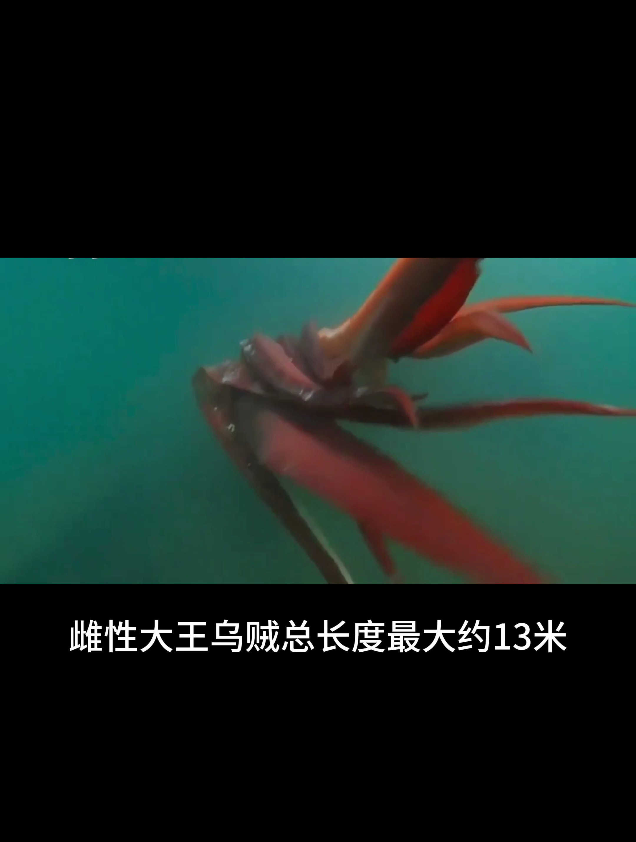 被神话的大王乌贼,实则被抹香鲸单方面捕食