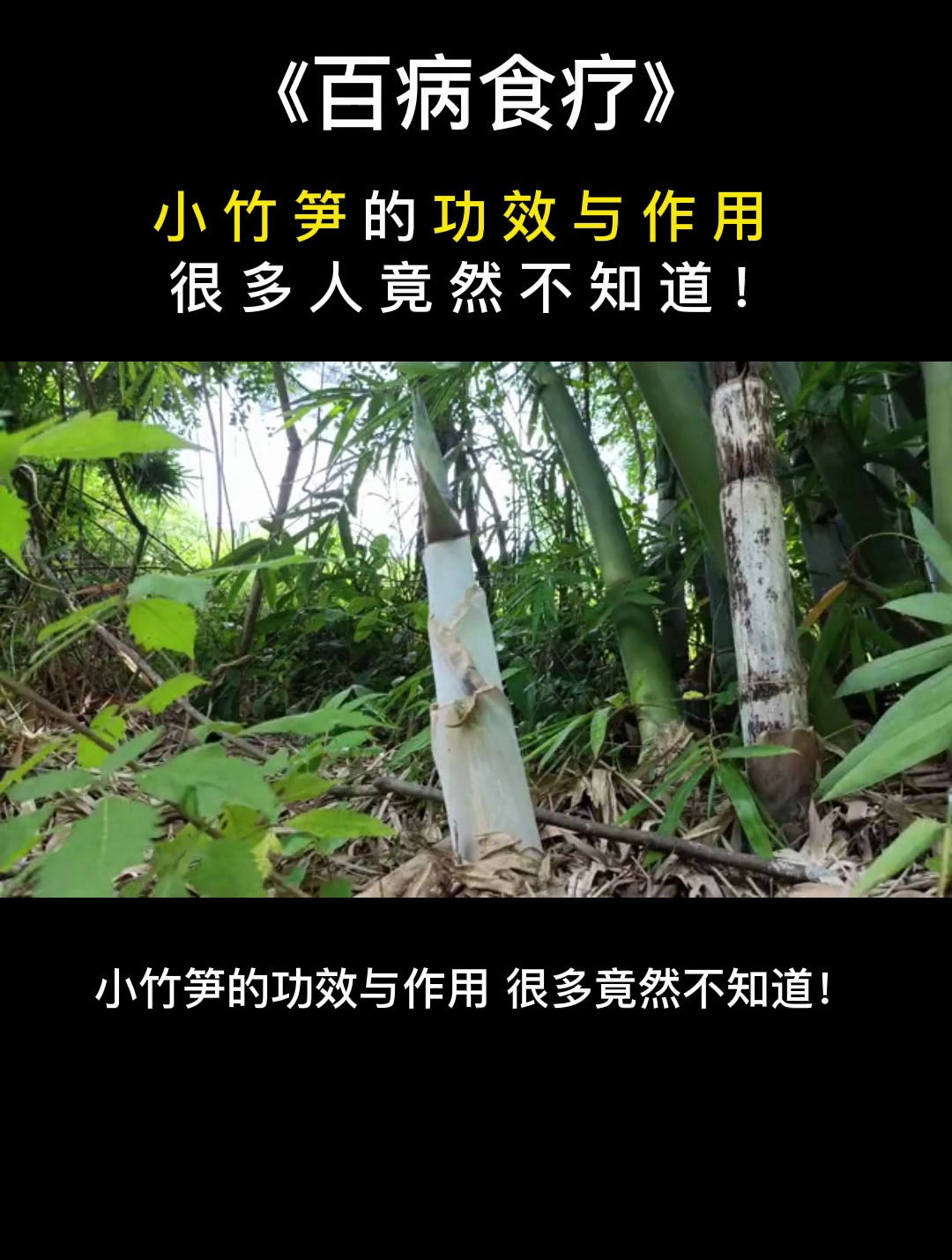 食疗:竹笋的作用和功效,很多人居然不知道!