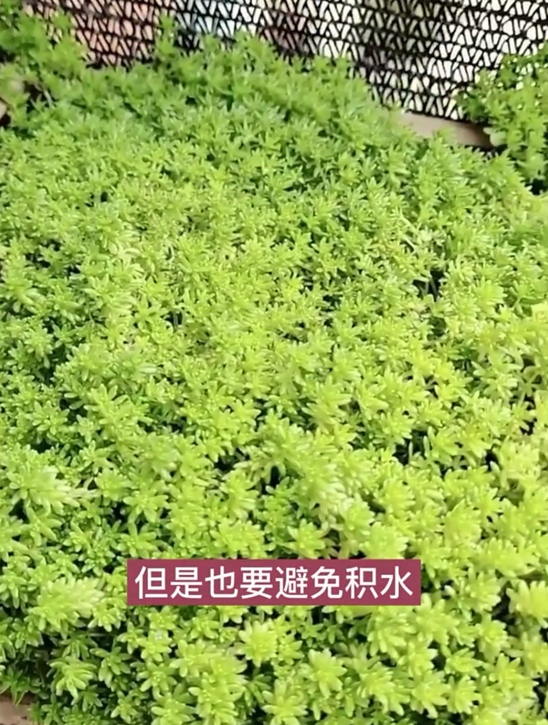 多肉黄金草怎么养护呢?分享多肉日常养护方法,学会了记得点赞哦