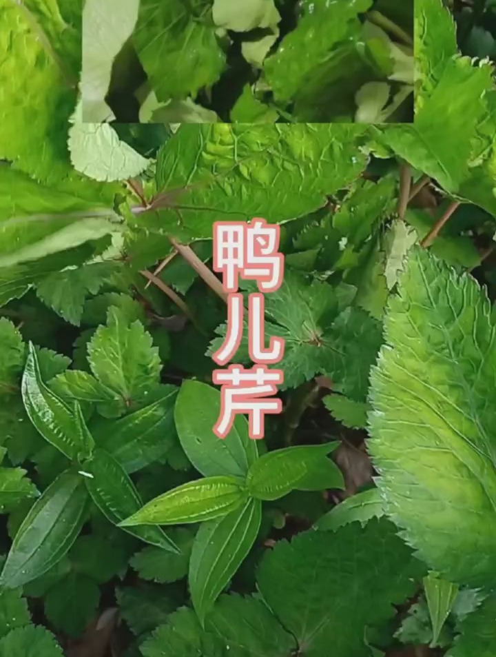 鸭儿芹也是一道农村美食