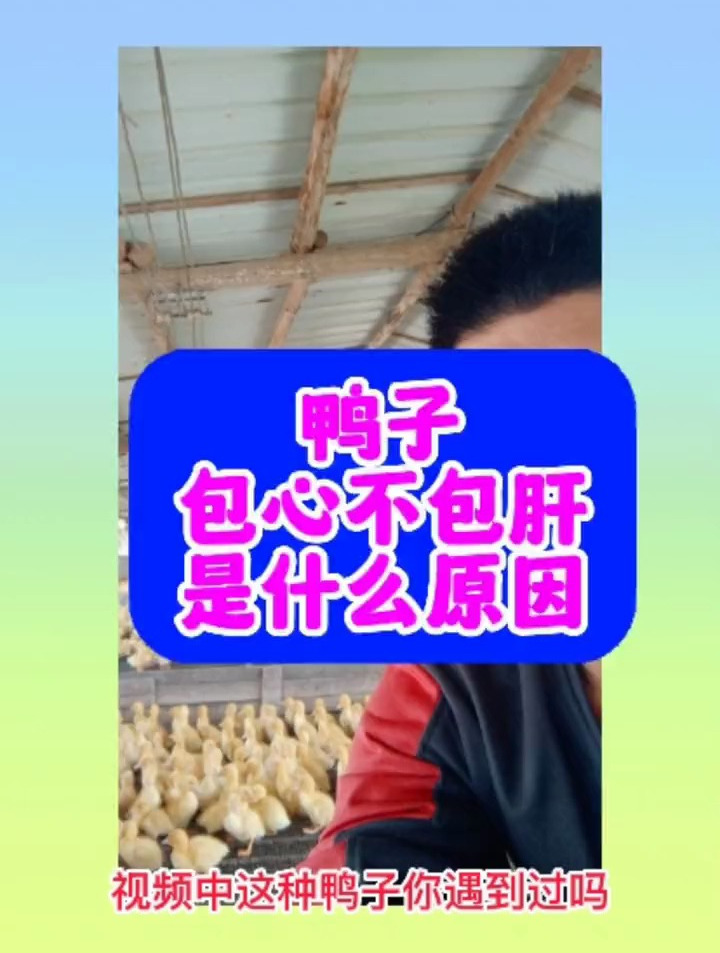鸭子包心不包肝什么原因引起的,该怎么解决