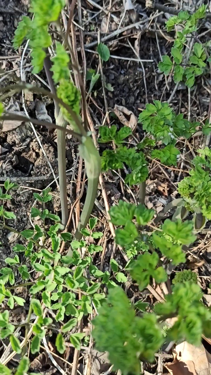 早出的山野菜,猫爪子,又称展枝唐松草,味道很好