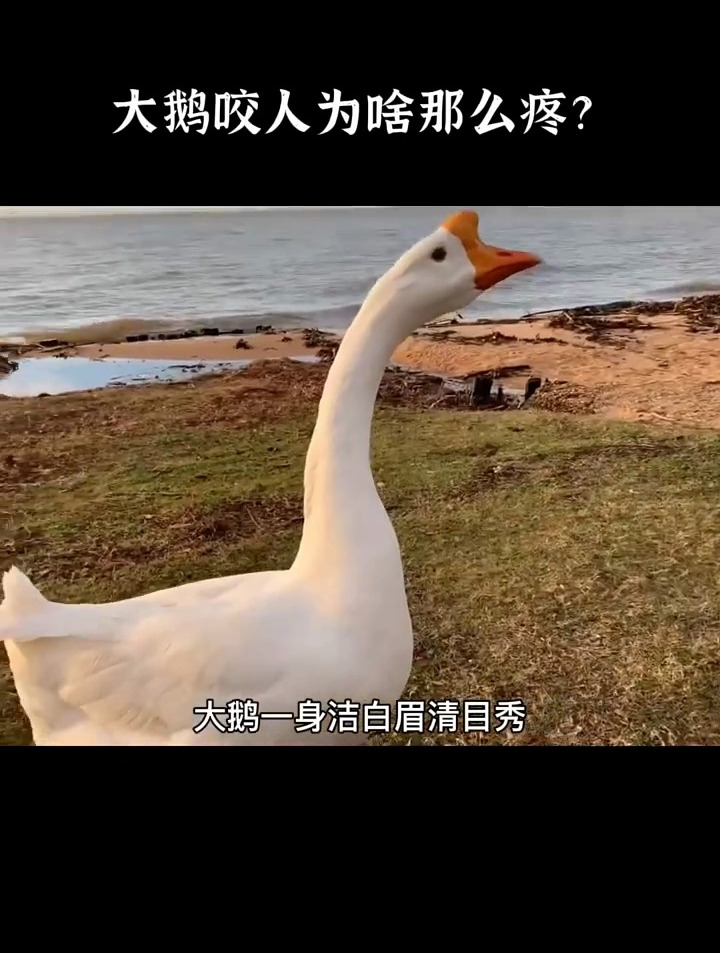 看完这个,你就知道,为啥大鹅咬人这么痛了
