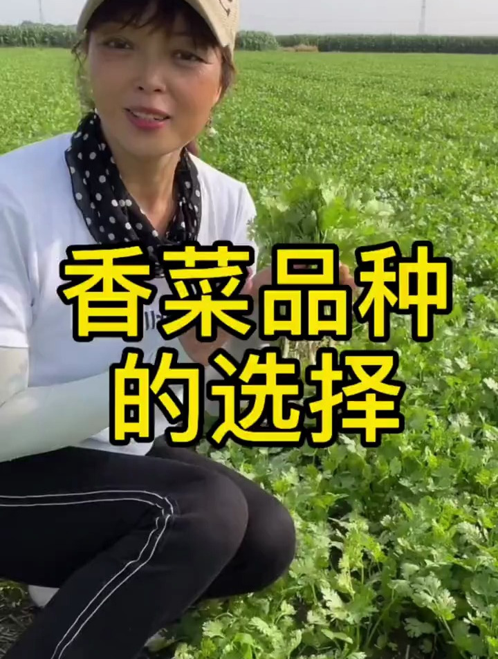 香菜想要种得好,品种的选择很重要