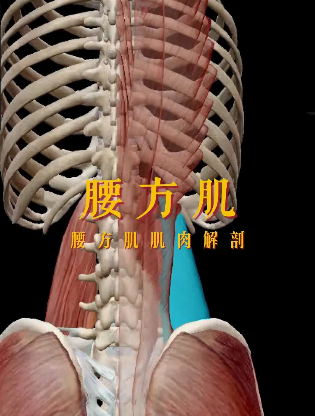 解读人体结构——腰方肌,经常腰痛的人要注意了