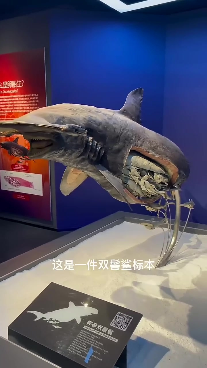 海洋生物标本科普:小鲨鱼幼仔