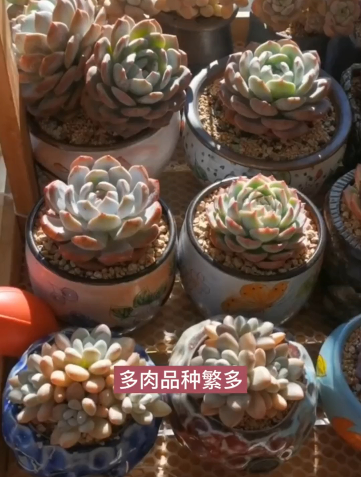 多肉的品种?多肉的品种繁多,今天继续来认识几种美丽的多肉吧!