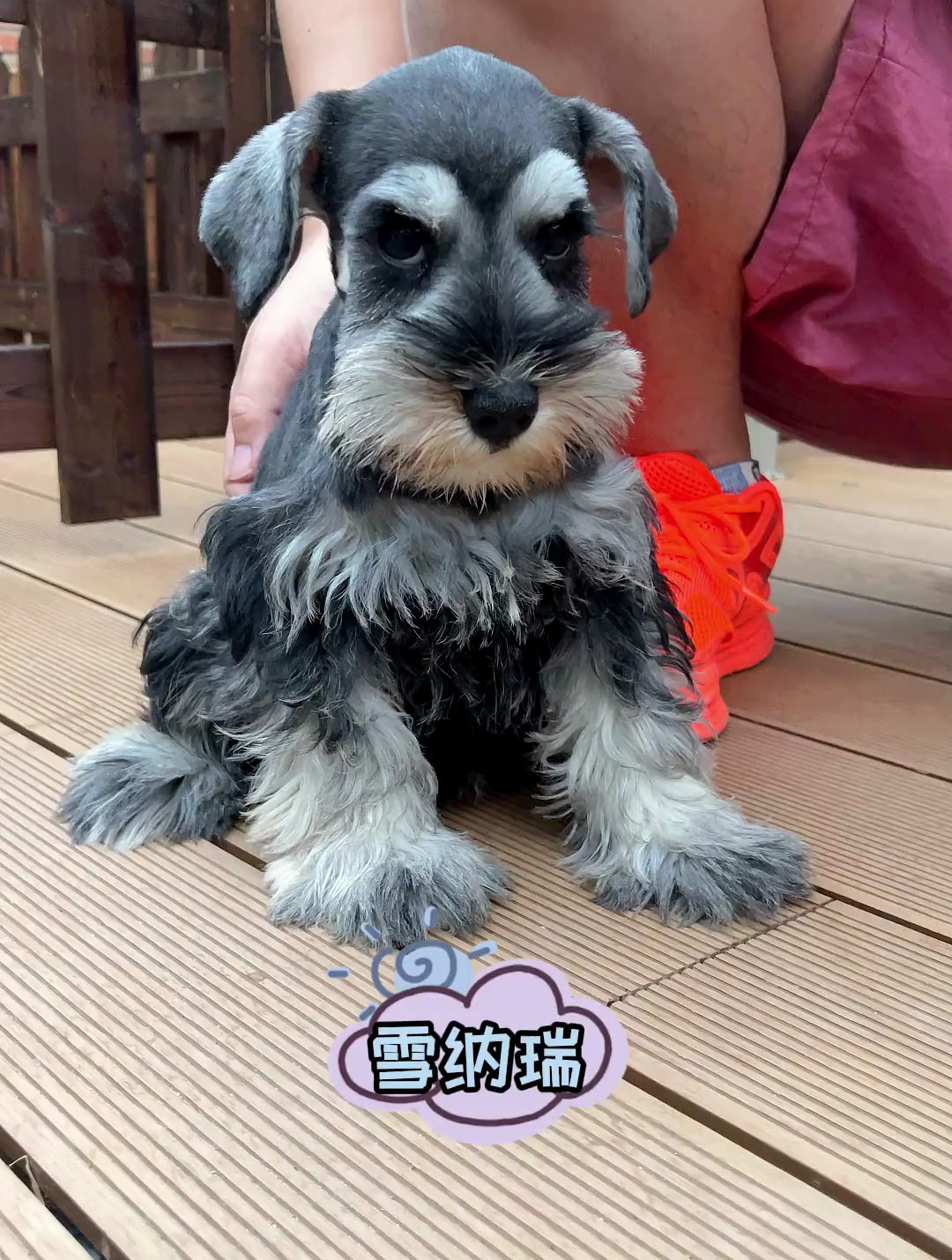 其实雪纳瑞美容以后特别特别好看