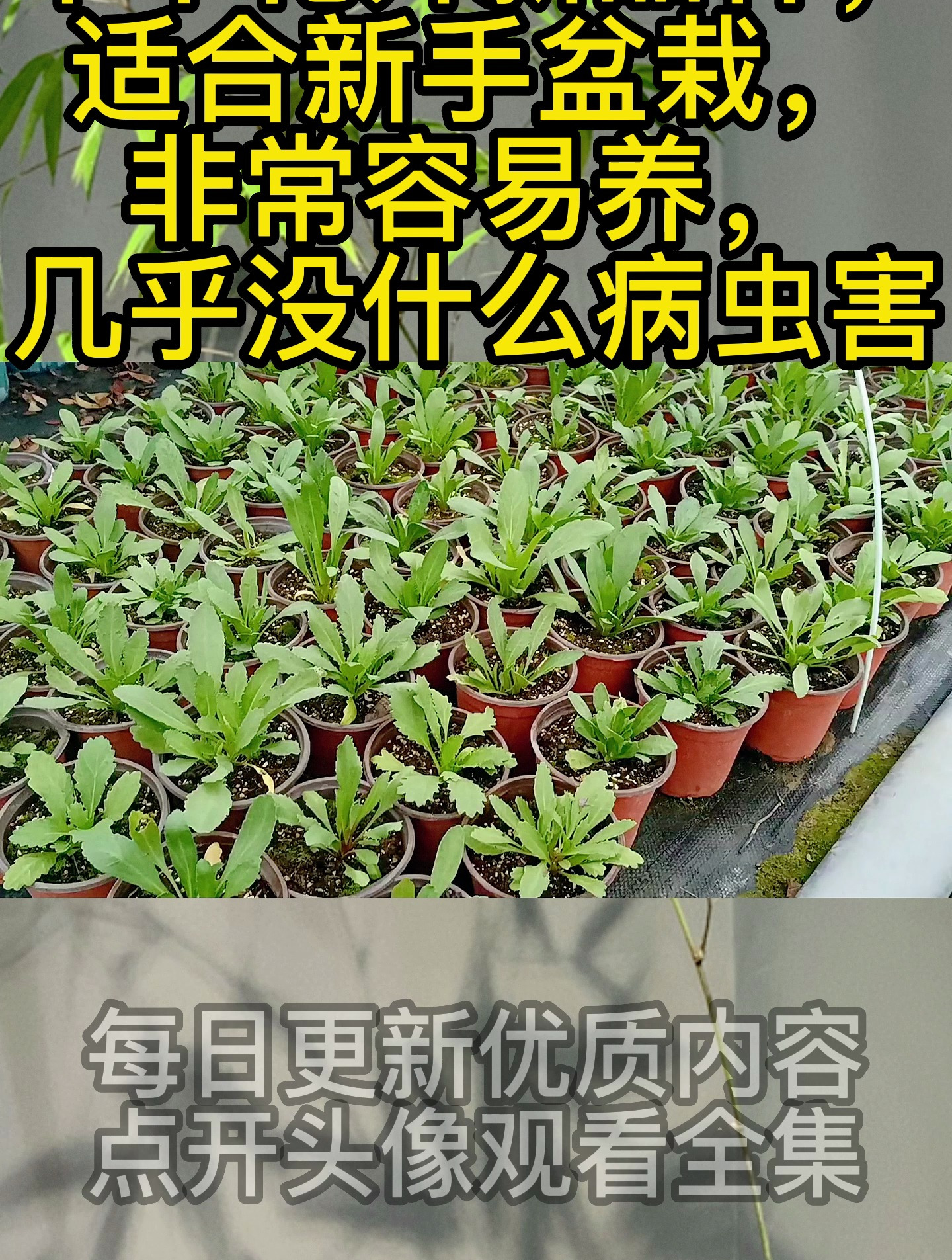 草本花卉新品种,适合新手盆栽,非常容易养,几乎没什么病虫害