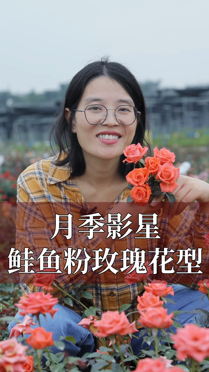 「惠惠的花园」月季影星,鲑鱼粉色玫瑰花型!双11来袭,你该屯苗了~