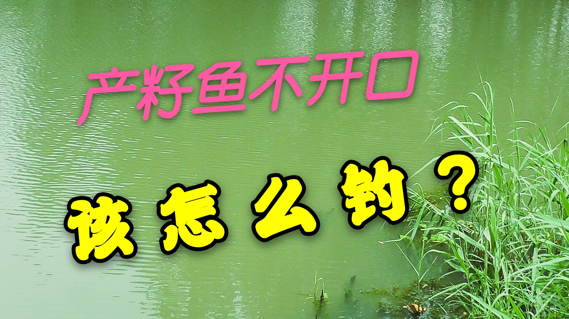 钓鱼时突遭甩籽鱼不开口怎么办?学会这个小妙招,让你渔获不断