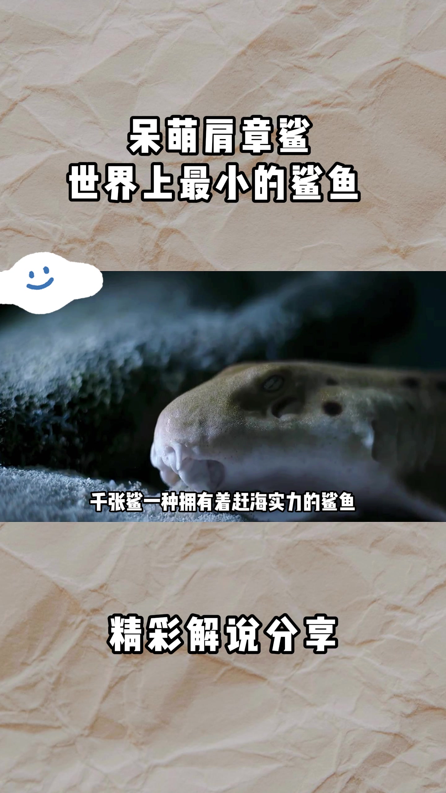 呆萌肩章鲨,世界上最小的鲨鱼