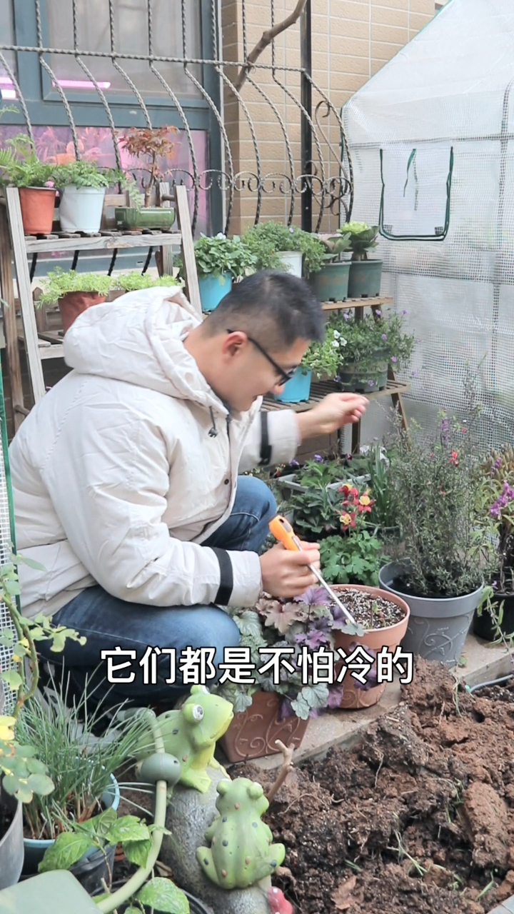 院子里好多耐寒的花
