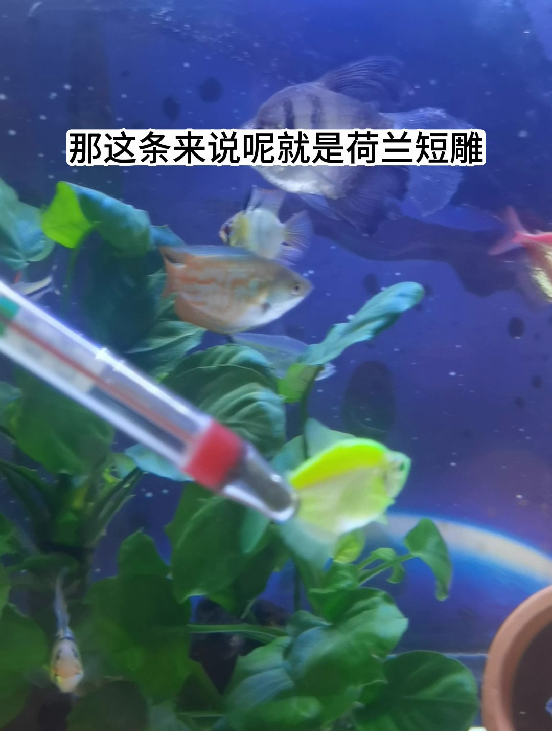 荷兰凤凰短鲷和玻利维亚凤凰同属,但是颜色更为靓丽