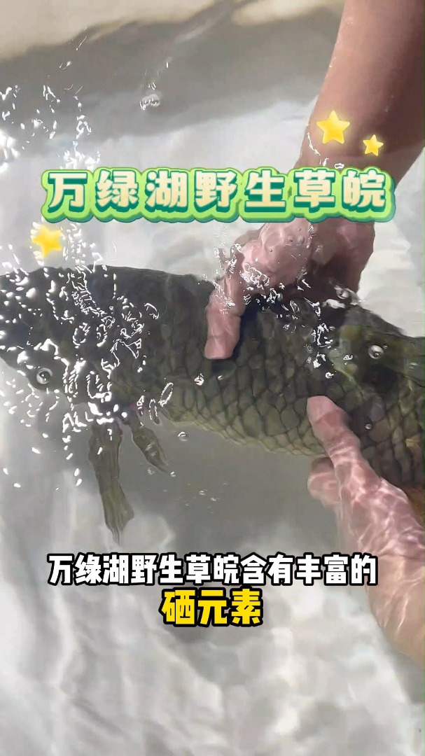 地道的鱼生,少不了野生皖鱼