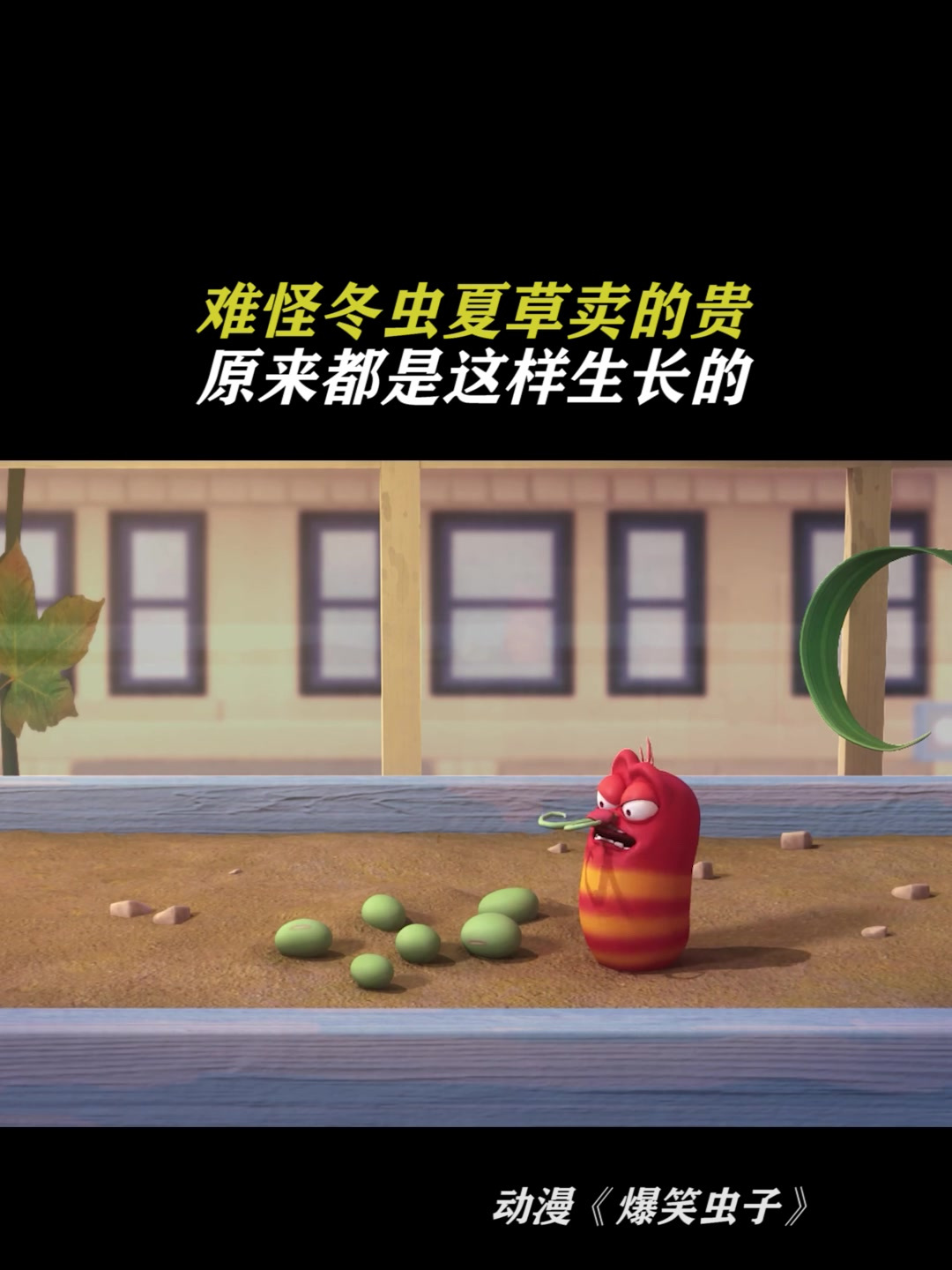 爆笑虫子:难怪冬虫夏草卖的贵原来都是这样生长的