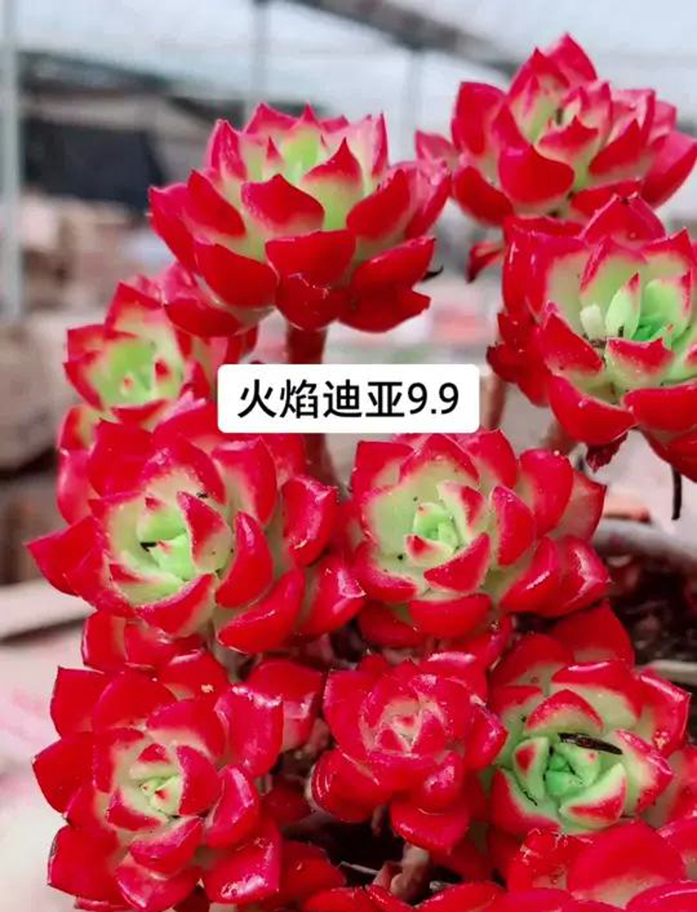 火焰蒂亚这多肉老桩,长得真带劲!