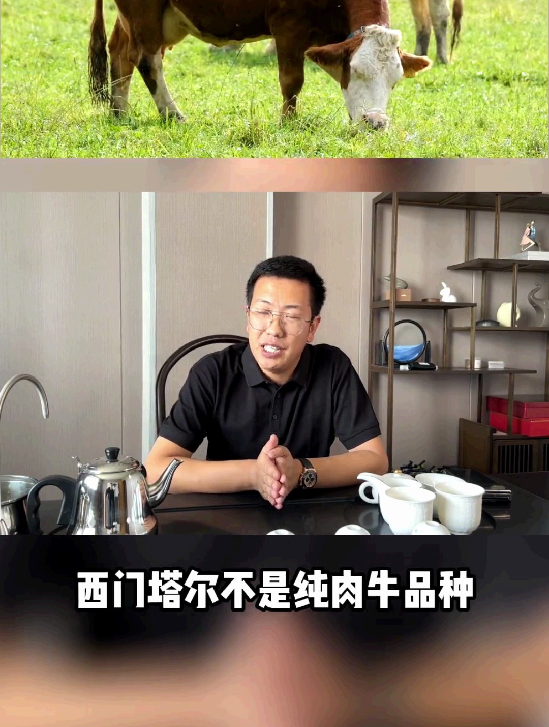 西门塔尔在国外竟然是奶牛?