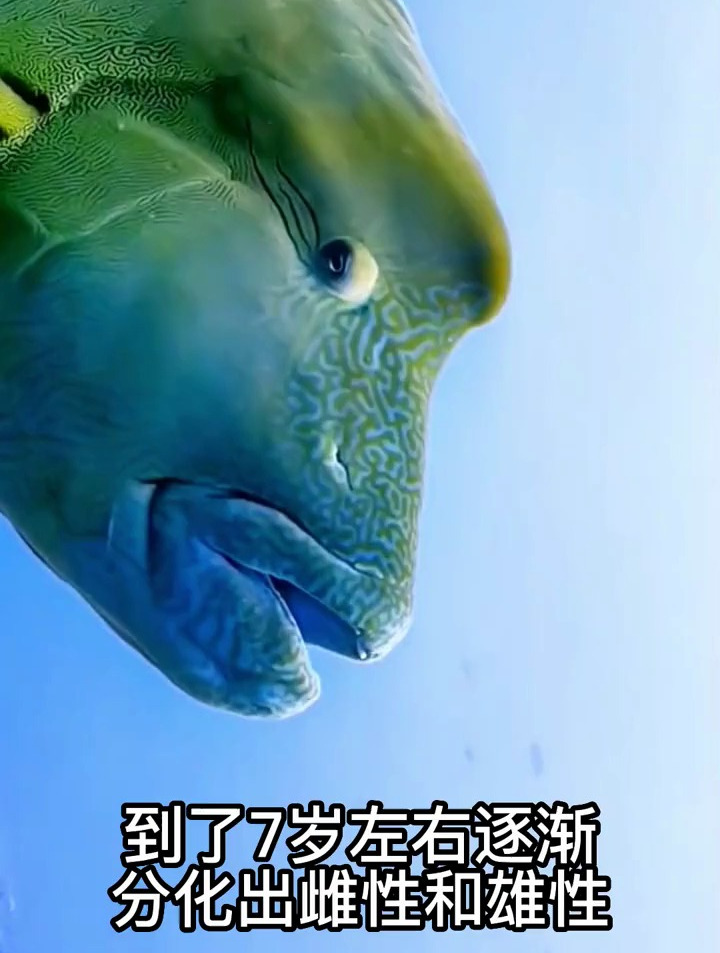 鱼:看啥今天你不用上班吗