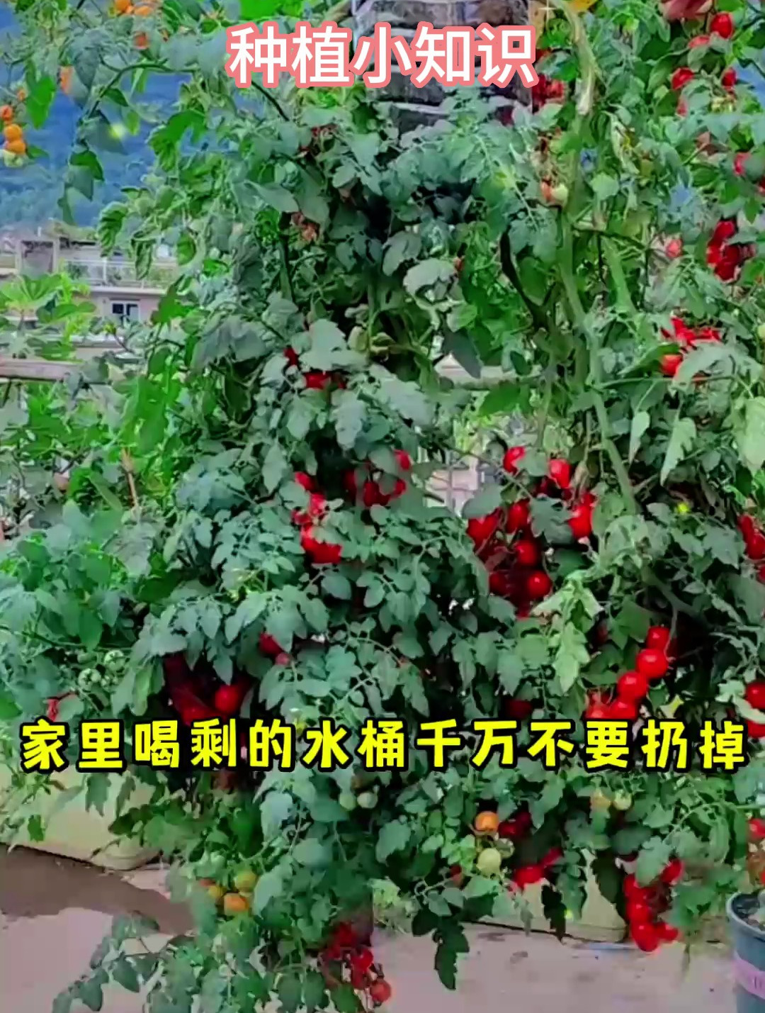 家里喝剩的水桶不要丢,制作简易种菜盆,简单方便又环保!