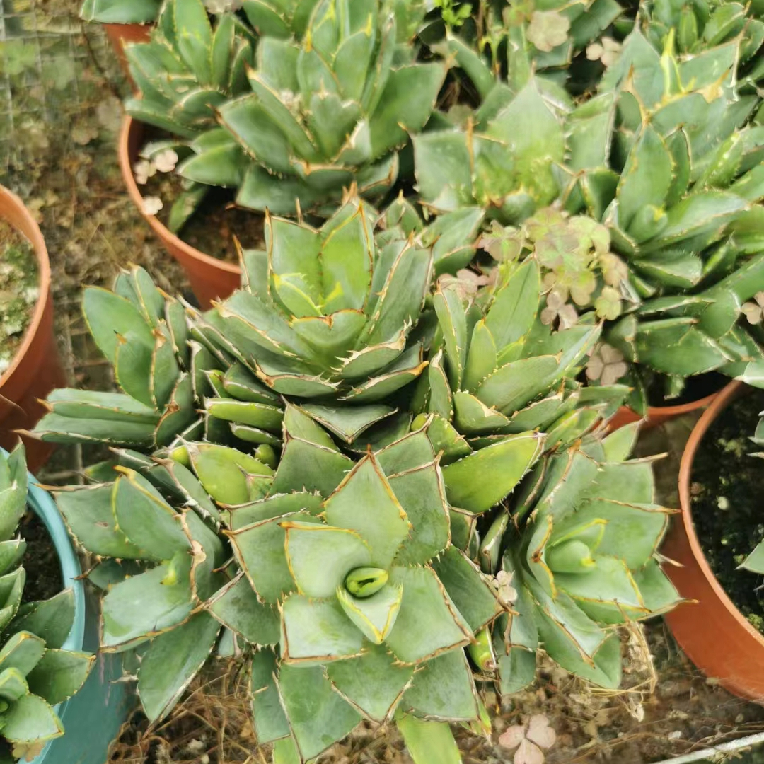 多肉植物批发中心:源头好货,直供品质