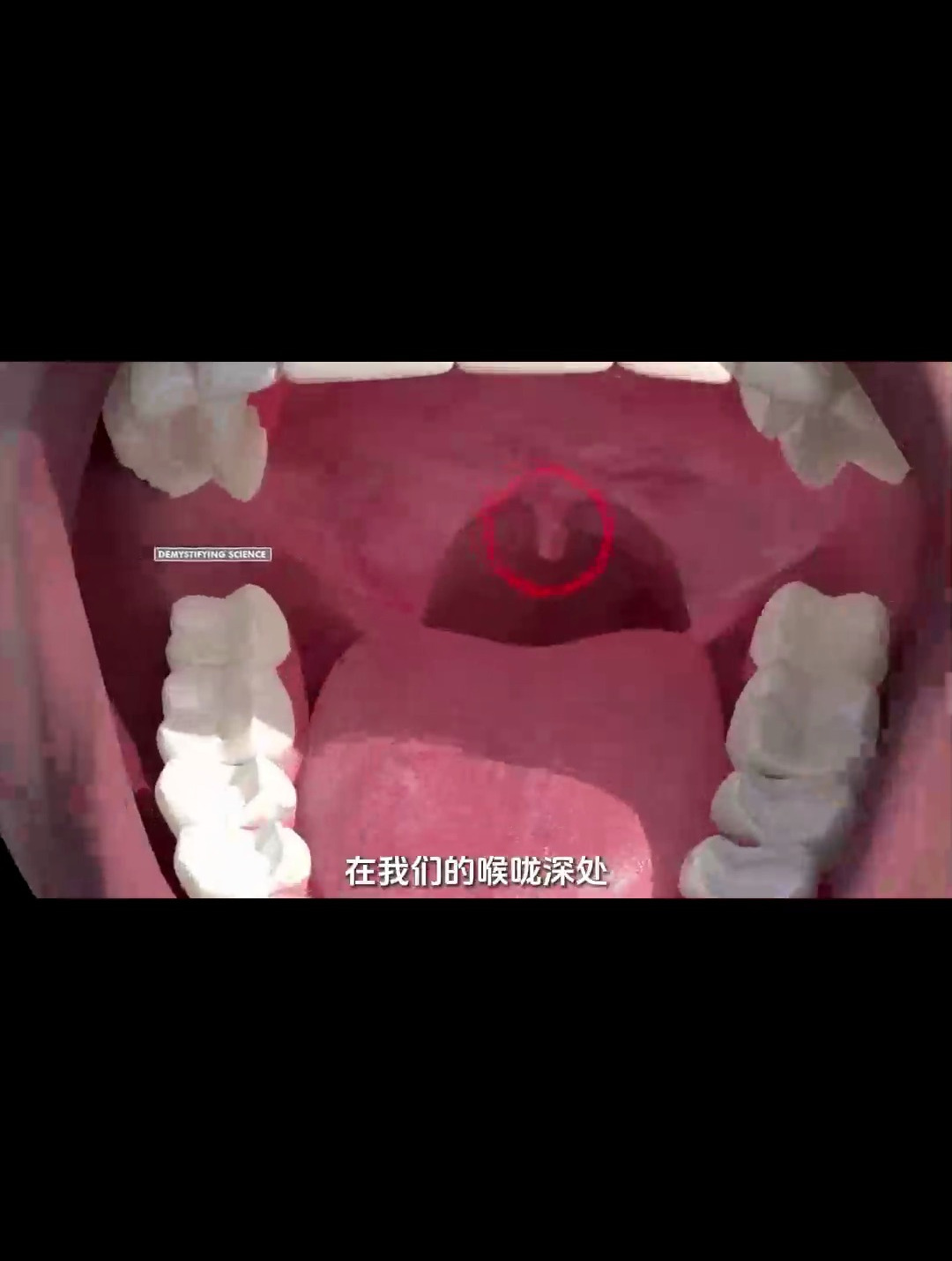 我们的喉咙深处隐藏了一个我们容易忽视的小器官