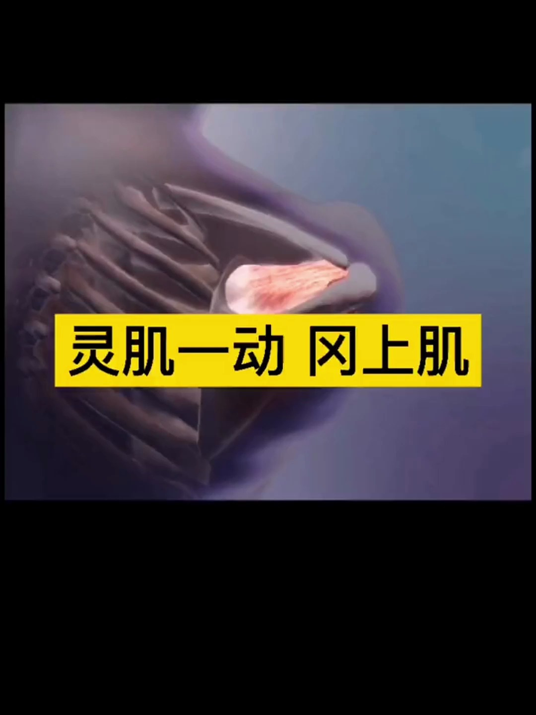 冈上肌是肩部重要且脆弱的一块肌肉!