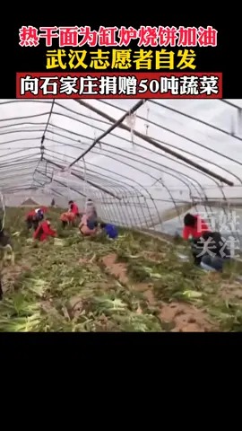 知恩图报!武汉数百名志愿者向石家庄捐赠50吨蔬菜!这就是中国人 石家庄 传递爱心传递正能量