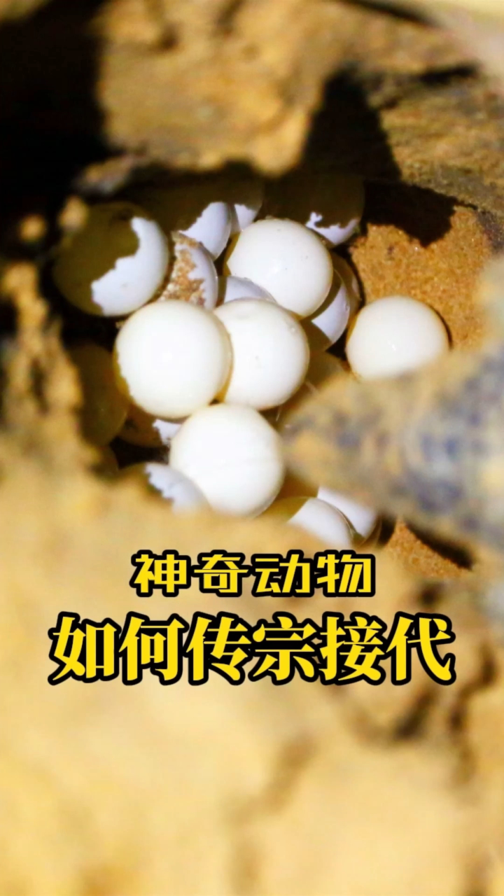 神奇动物,这些动物是如何繁殖的,你知道吗?鹅下蛋,蜗牛福寿螺海龟产卵,母鸡孵小鸡