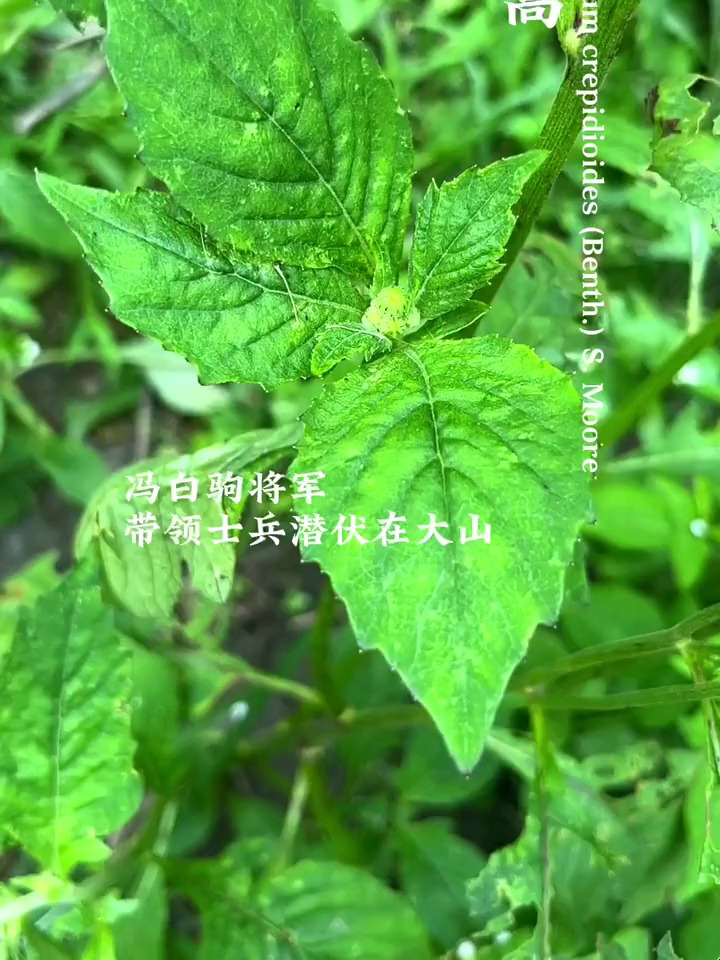 “革命菜”你见过吗?