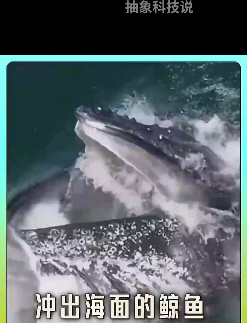 鲸鱼跃出水面,壮观!