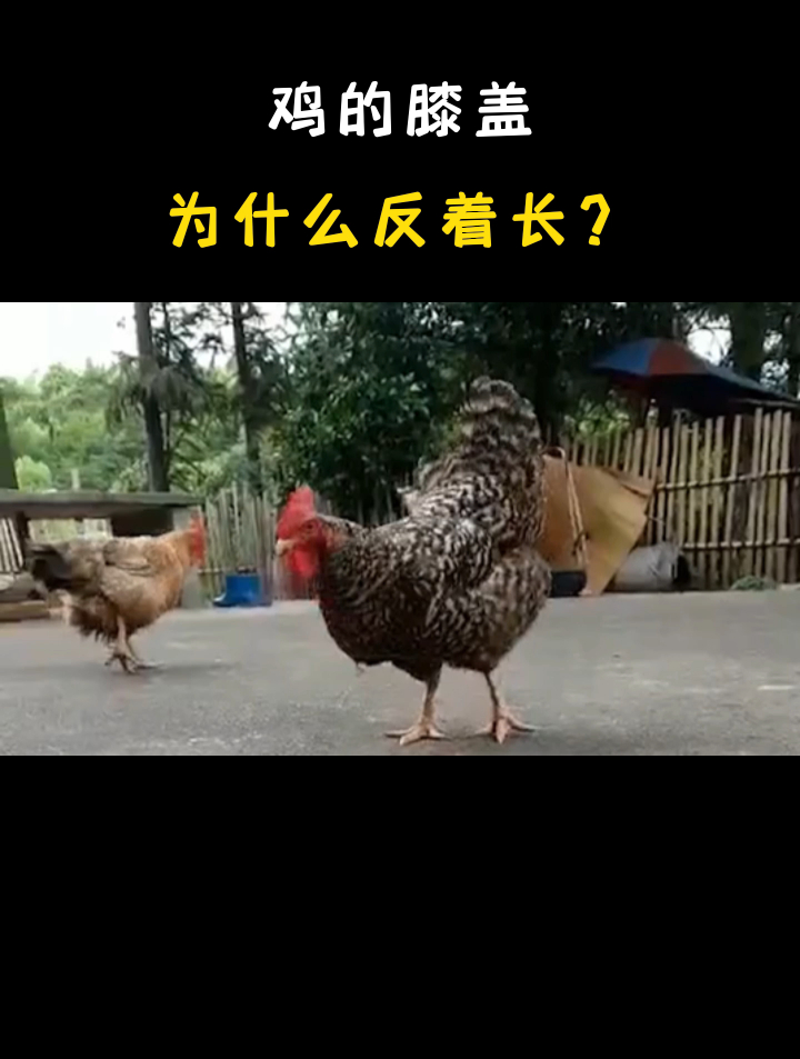鸡的膝盖,为什么反着长?