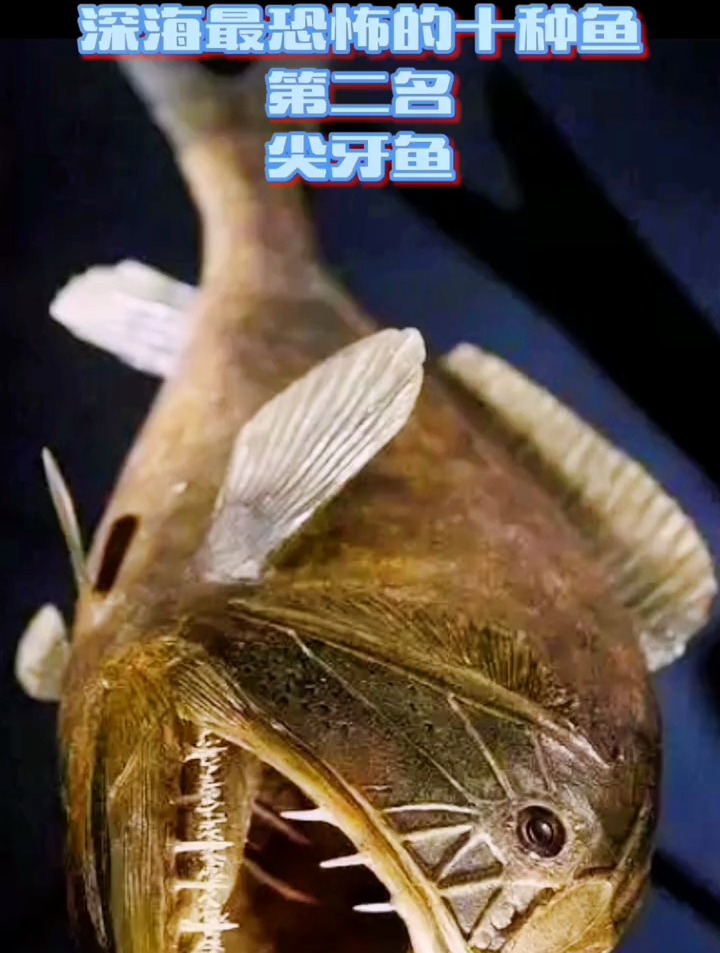 盘点深海最恐怖的生物第二名:尖牙鱼