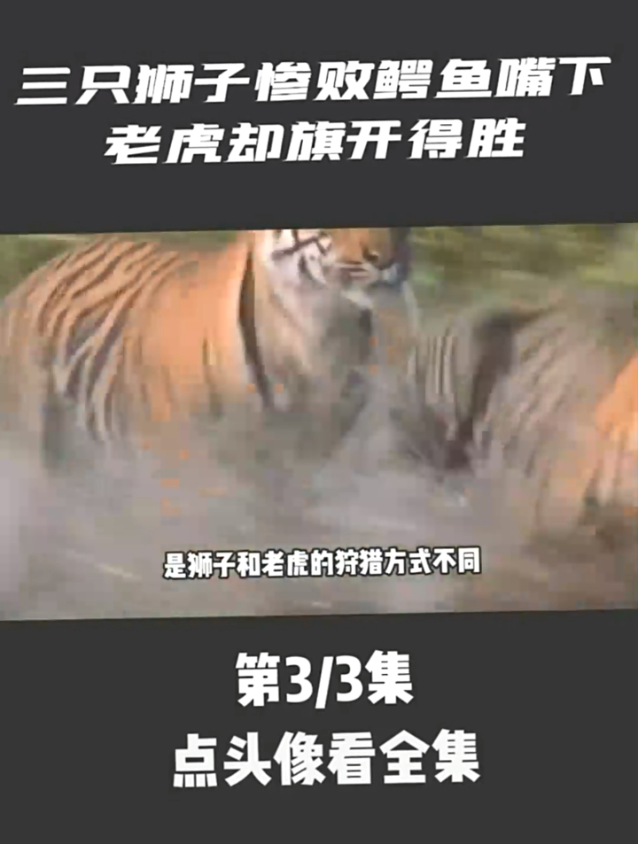 三只狮子惨败鳄鱼嘴下,老虎却旗开得胜,狮子和老虎谁更胜一筹