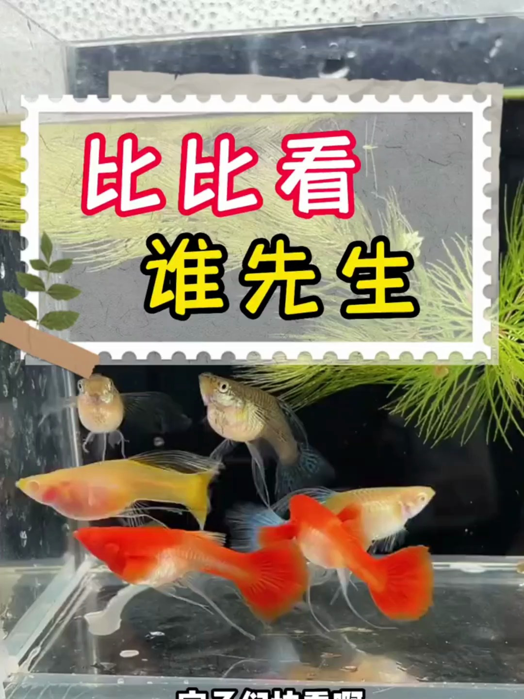 大肚子孔雀鱼到底谁先生呢?宝子们猜猜看,哪条鱼先生宝宝呢?