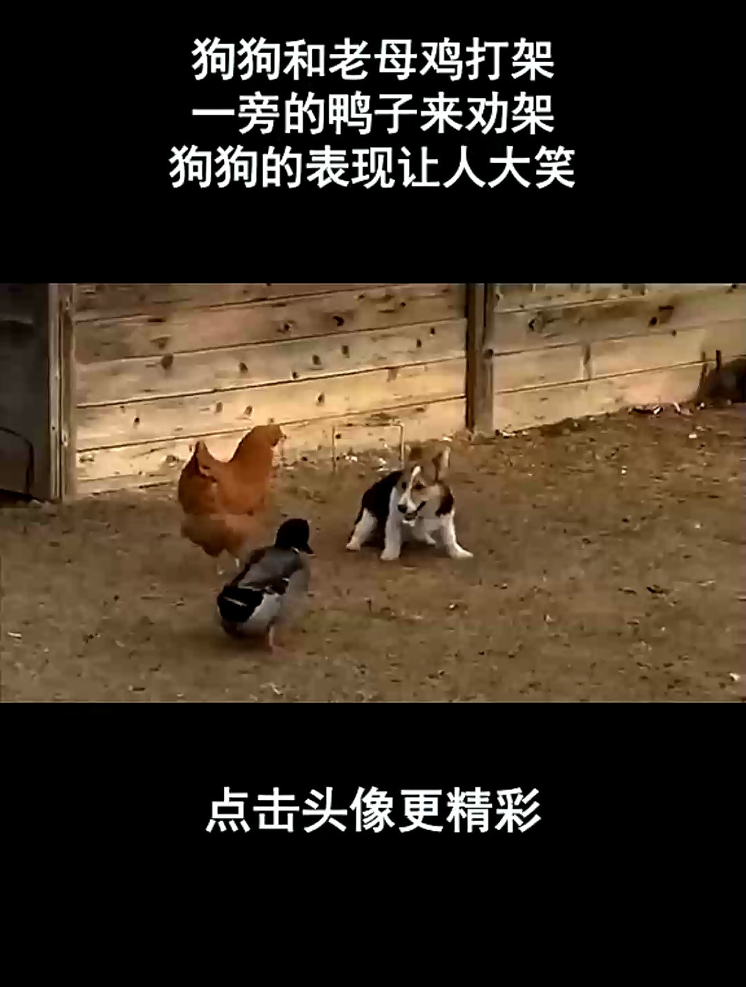狗狗和老母鸡打架,一旁的鸭子来劝架,狗狗的表现让人大笑!
