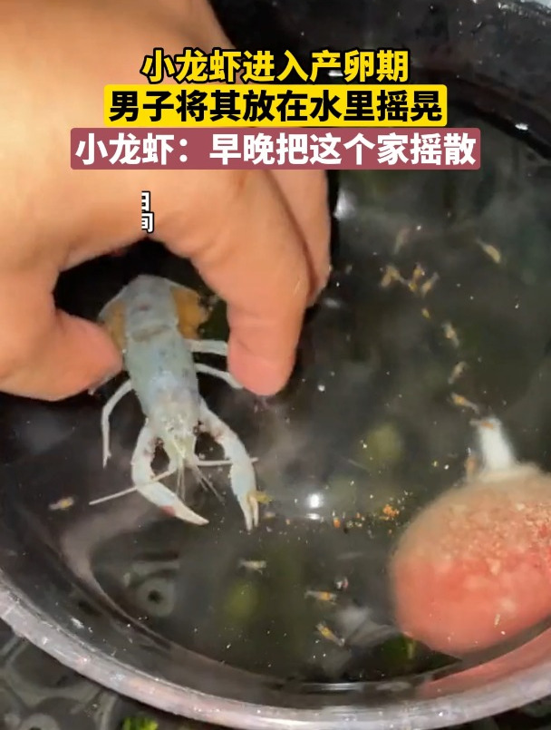 小龙虾进入产卵期,男子将其放在水里摇晃