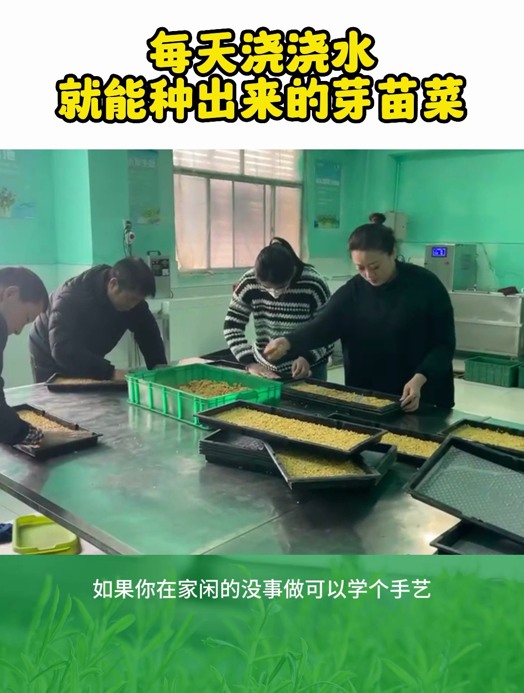 每天在家浇浇水,就能种出来的芽苗菜,也是一门谋生的手段