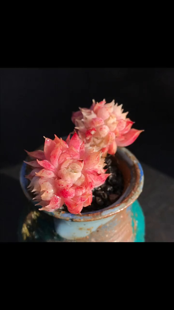 精品多肉 拇指盆 朱砂痣