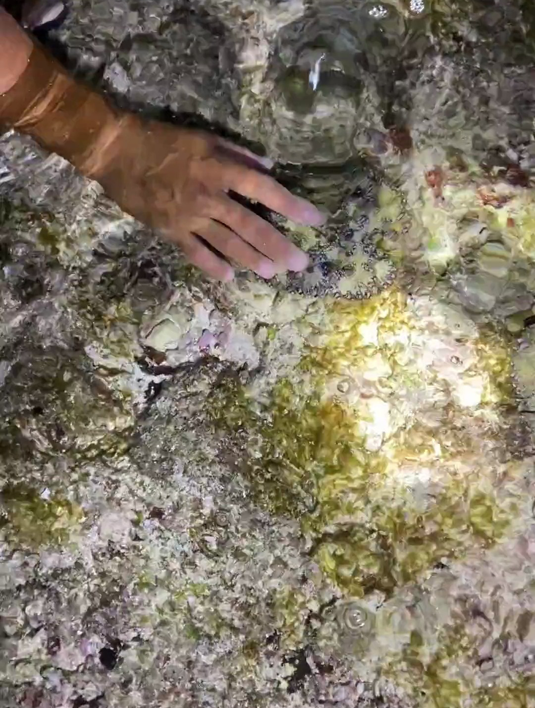 今天鱼陷阱没啥鱼,和杰瑞米杰夫赶海抓了三只琵琶虾还有章鱼!