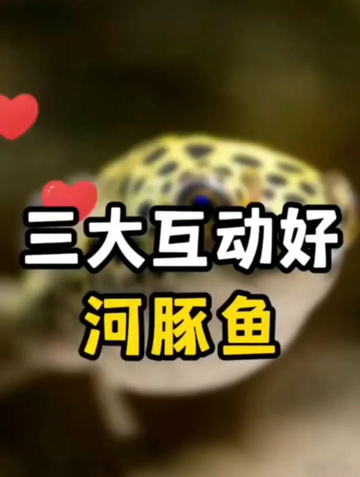 鱼缸里什么鱼最有互动性?三大互动好的观赏鱼,水中二哈河豚鱼~