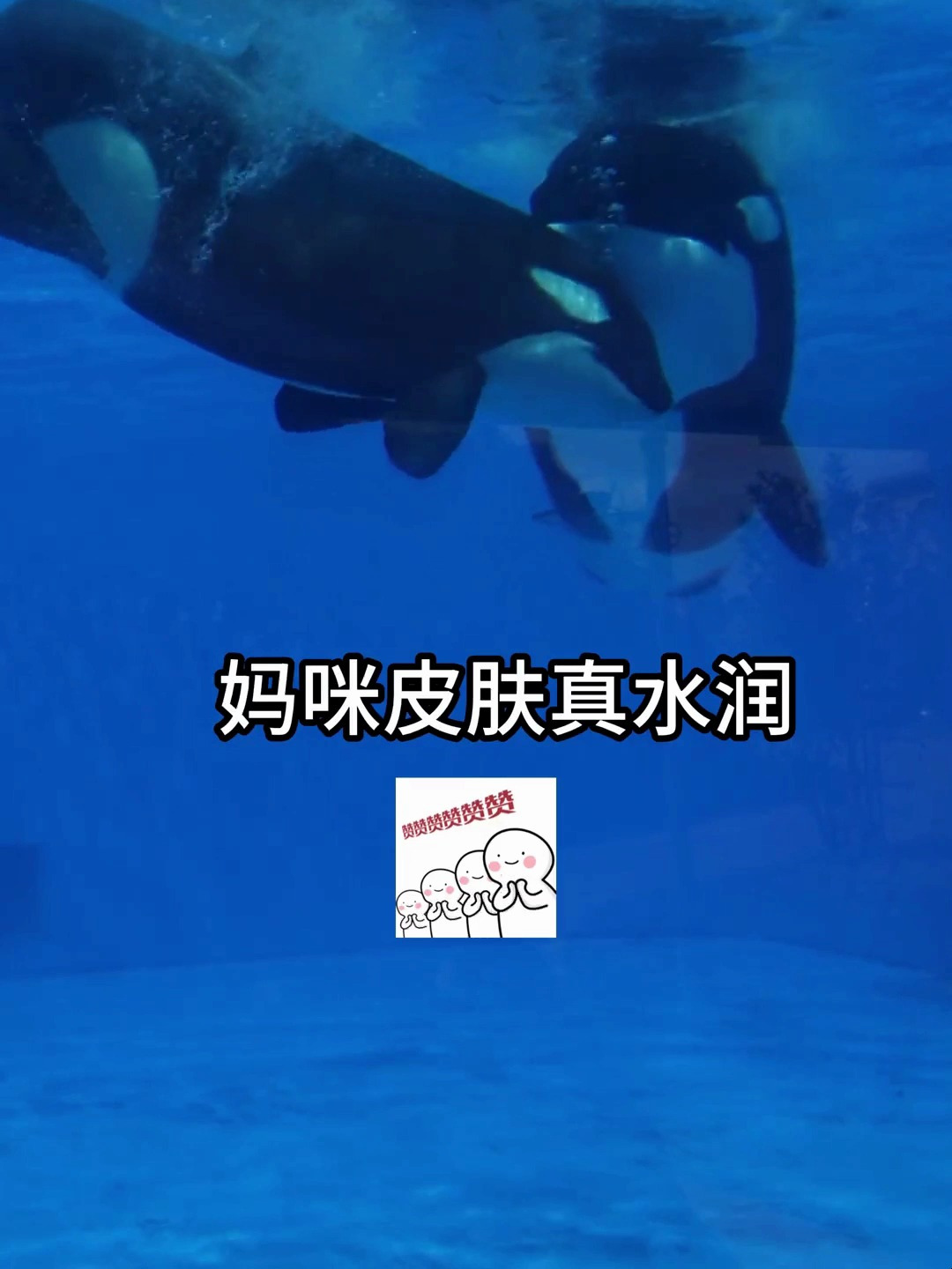 虎鲸 妈咪怎么这样子呀～!