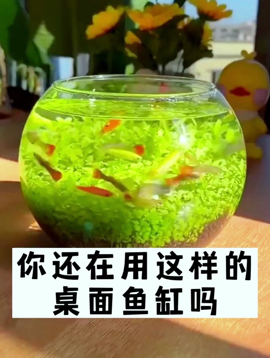 你还在用这样的桌面鱼缸吗?你知道它对鱼儿的健康有多大影响吗?