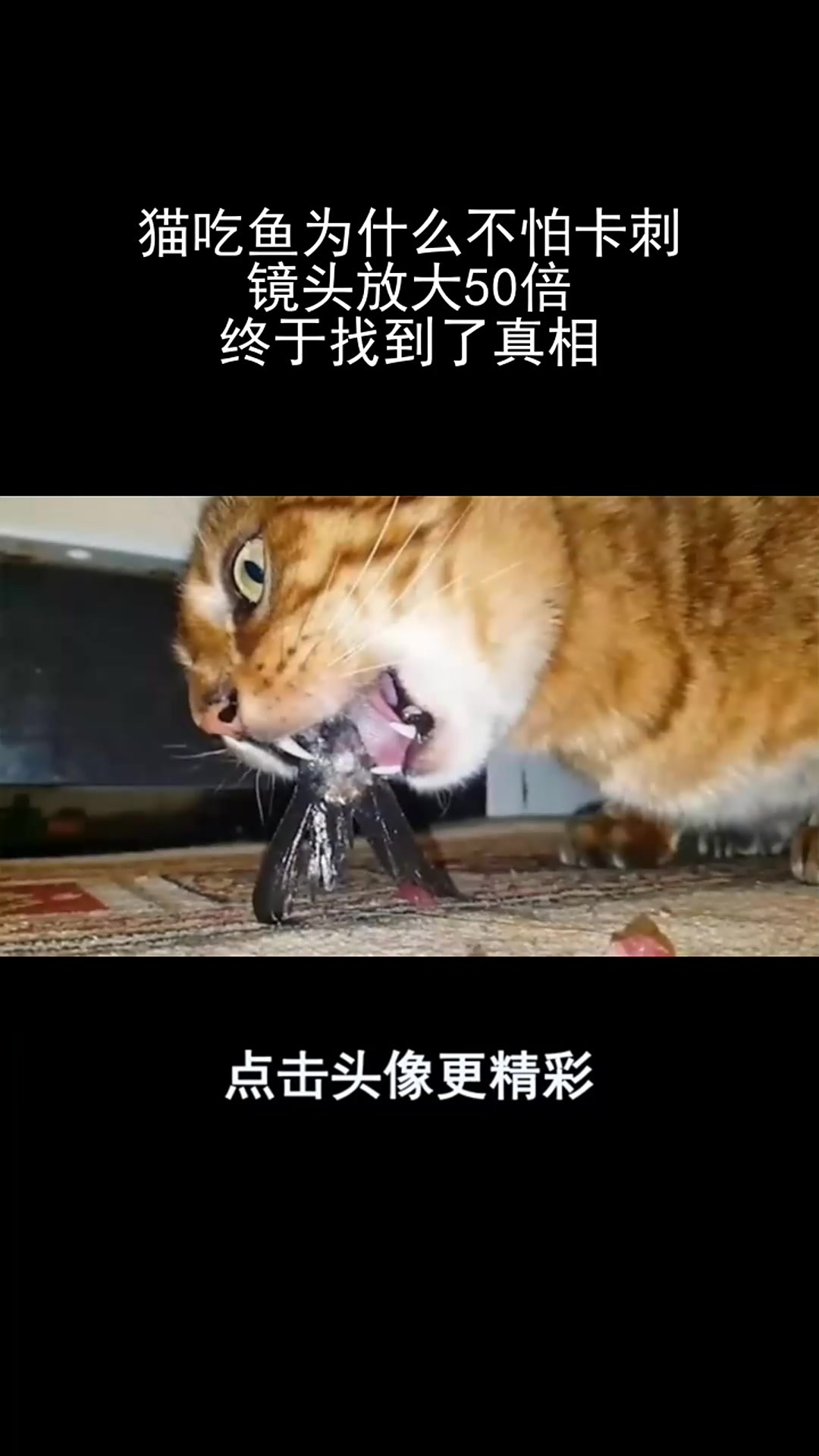猫吃鱼为什么不怕卡刺,镜头放大50倍,终于找到了真相!