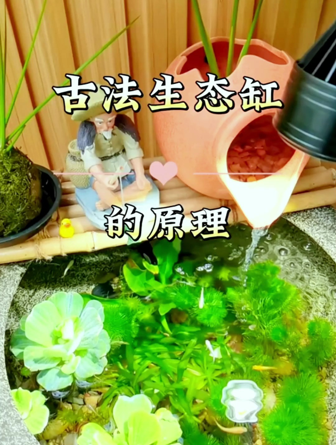 你知道古法生态缸的原理吗?和我一起了解吧!