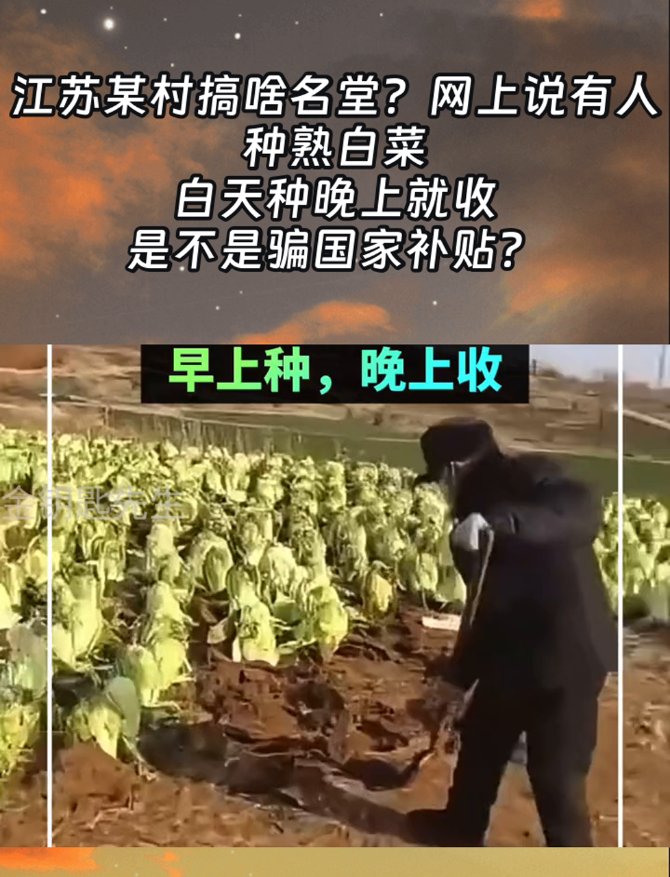 江苏某村搞啥名堂?网上说有人种熟白菜,白天种晚上就收,是不是骗国家补贴?