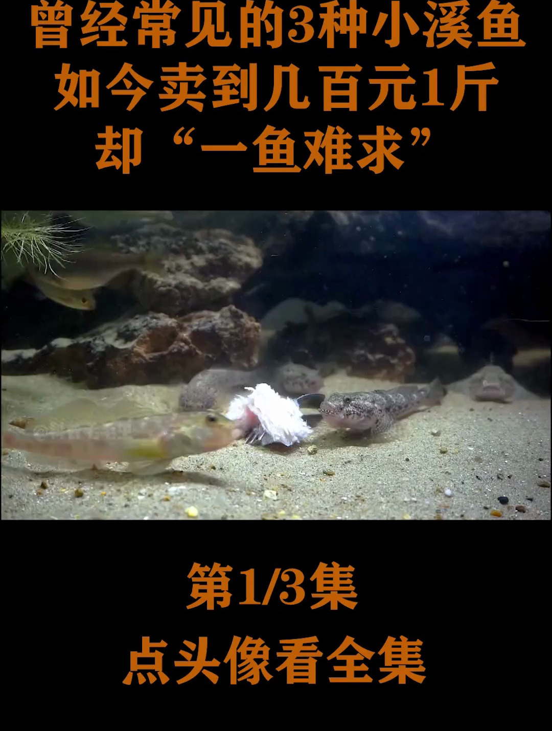 曾经常见的3种小溪鱼如今卖到几百元1斤 却 一鱼难求
