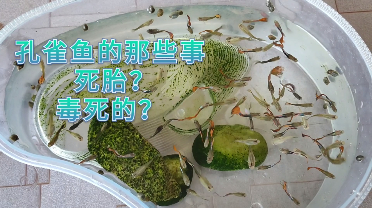孔雀鱼为何产死胎?不是死胎,是被毒死的,产期这样护理才可以